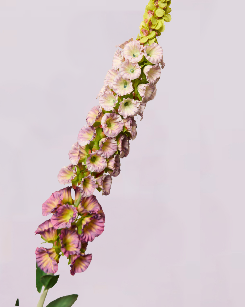 DELPHINIUM IN LAVENDER