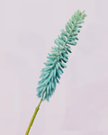 KNIPHOFIA IN BLUE