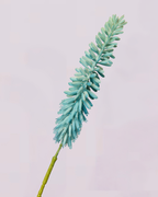KNIPHOFIA IN BLUE