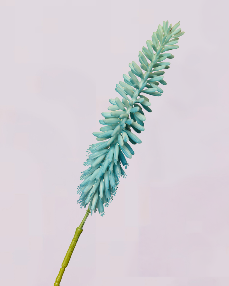 KNIPHOFIA IN BLUE