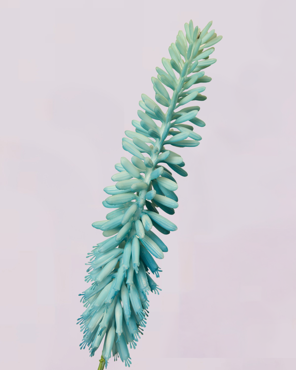 KNIPHOFIA IN BLUE