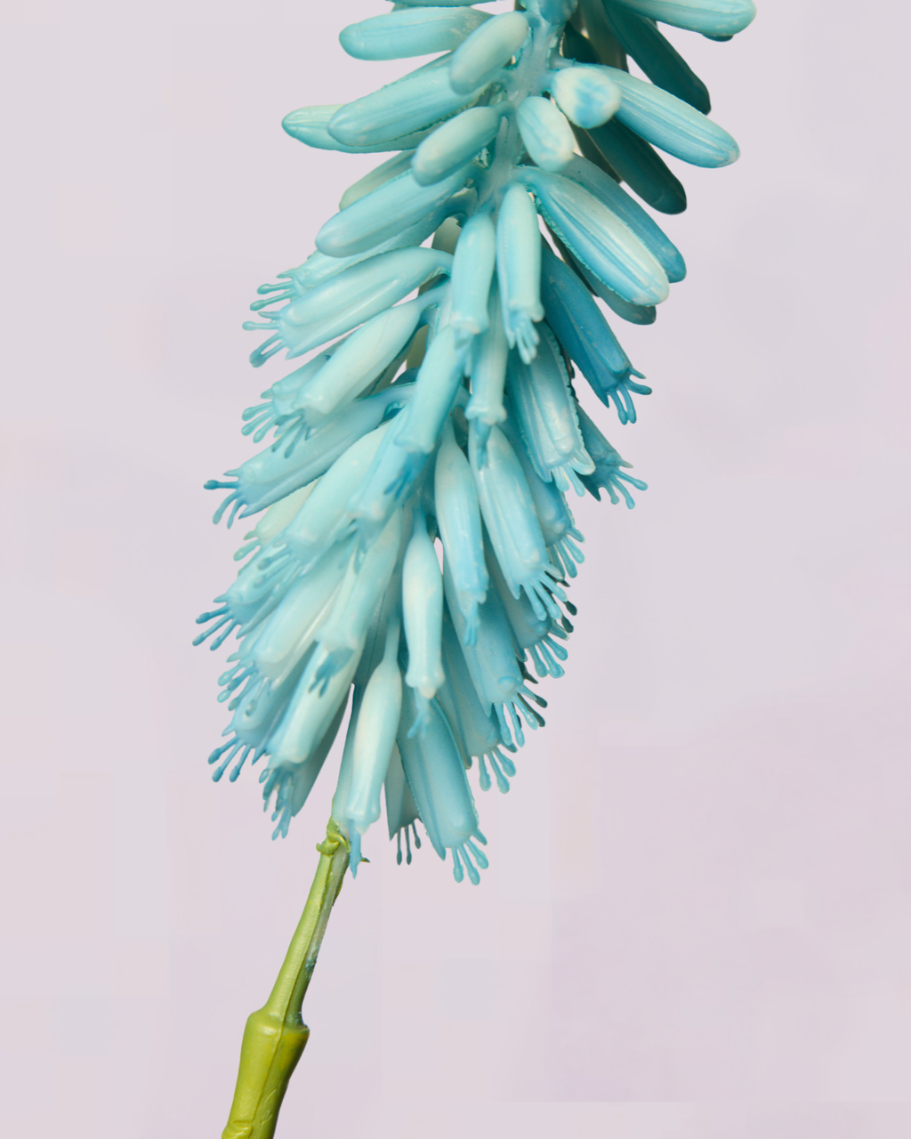 KNIPHOFIA IN BLUE