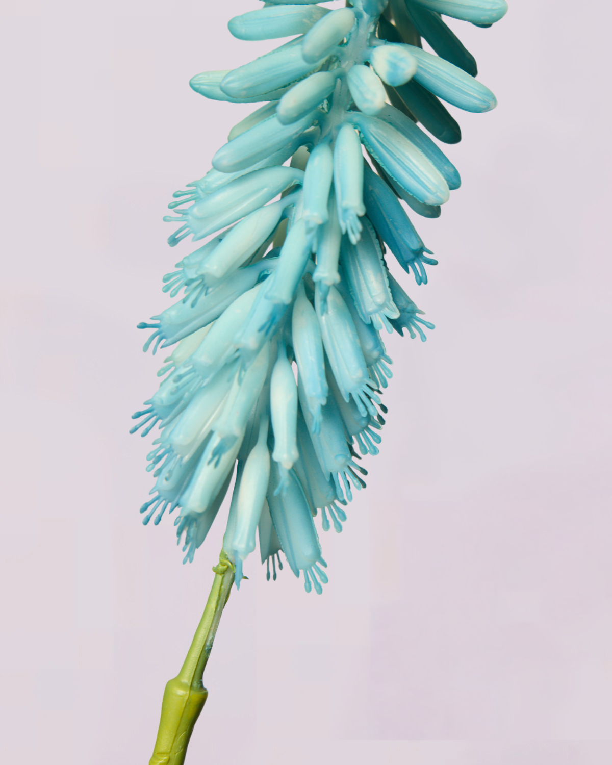 KNIPHOFIA IN BLUE