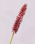 KNIPHOFIA IN PURPLE