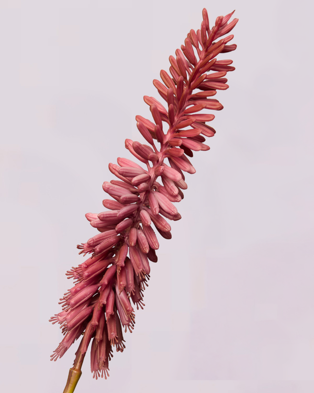 KNIPHOFIA IN PURPLE