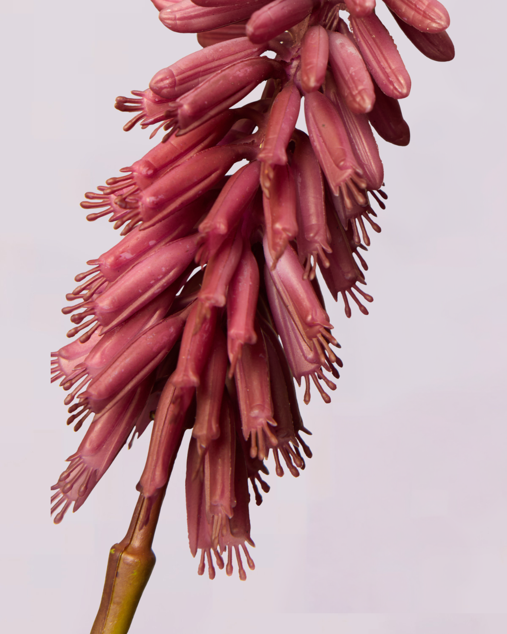 KNIPHOFIA IN PURPLE