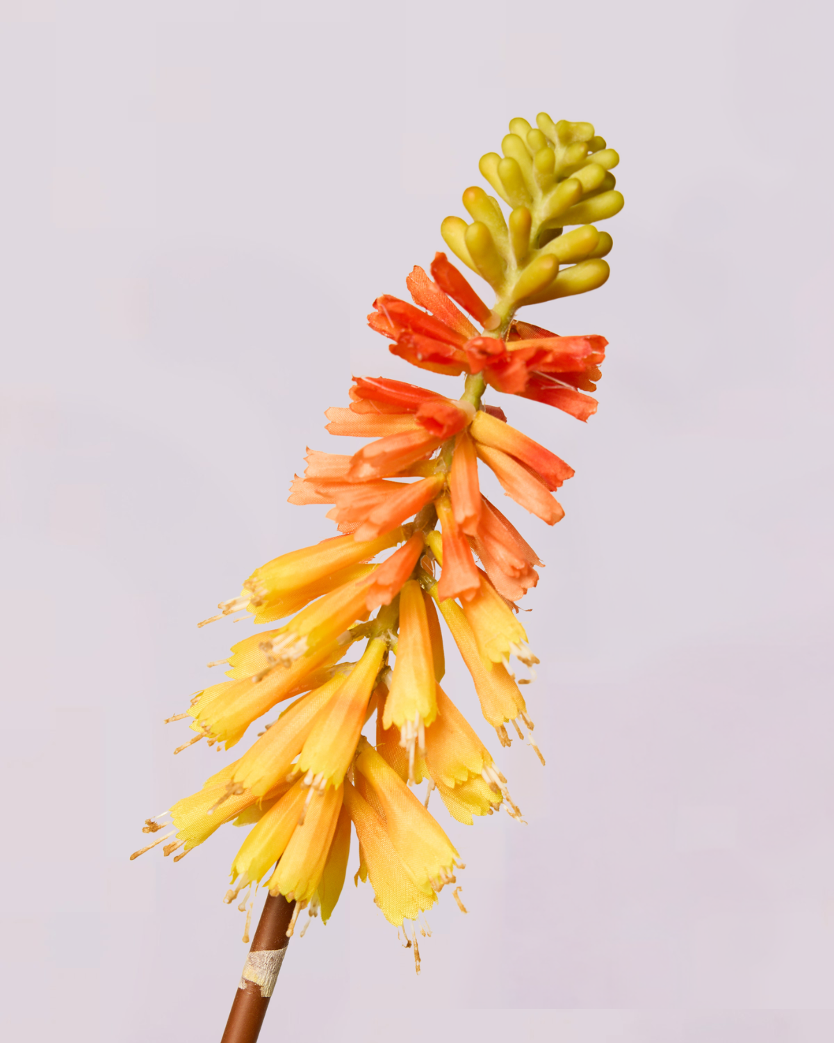 KNIPHOFIA IN ORANGE