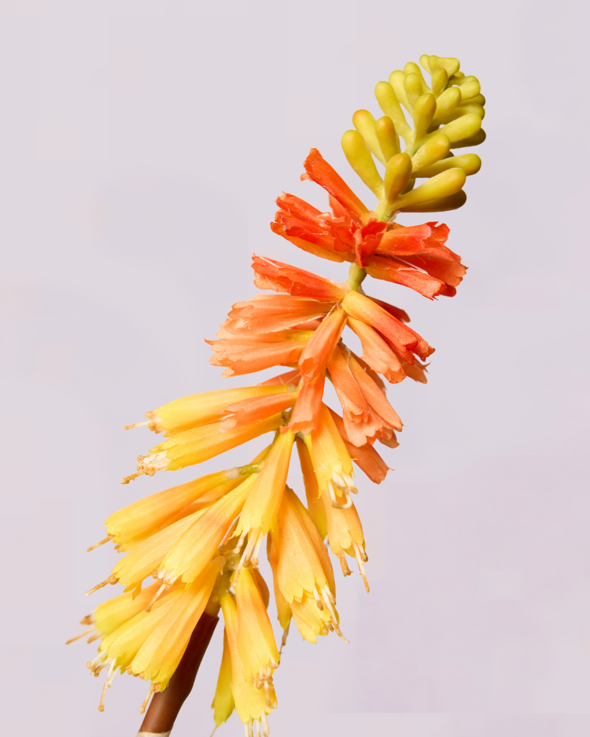 KNIPHOFIA IN ORANGE