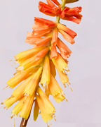 KNIPHOFIA IN ORANGE