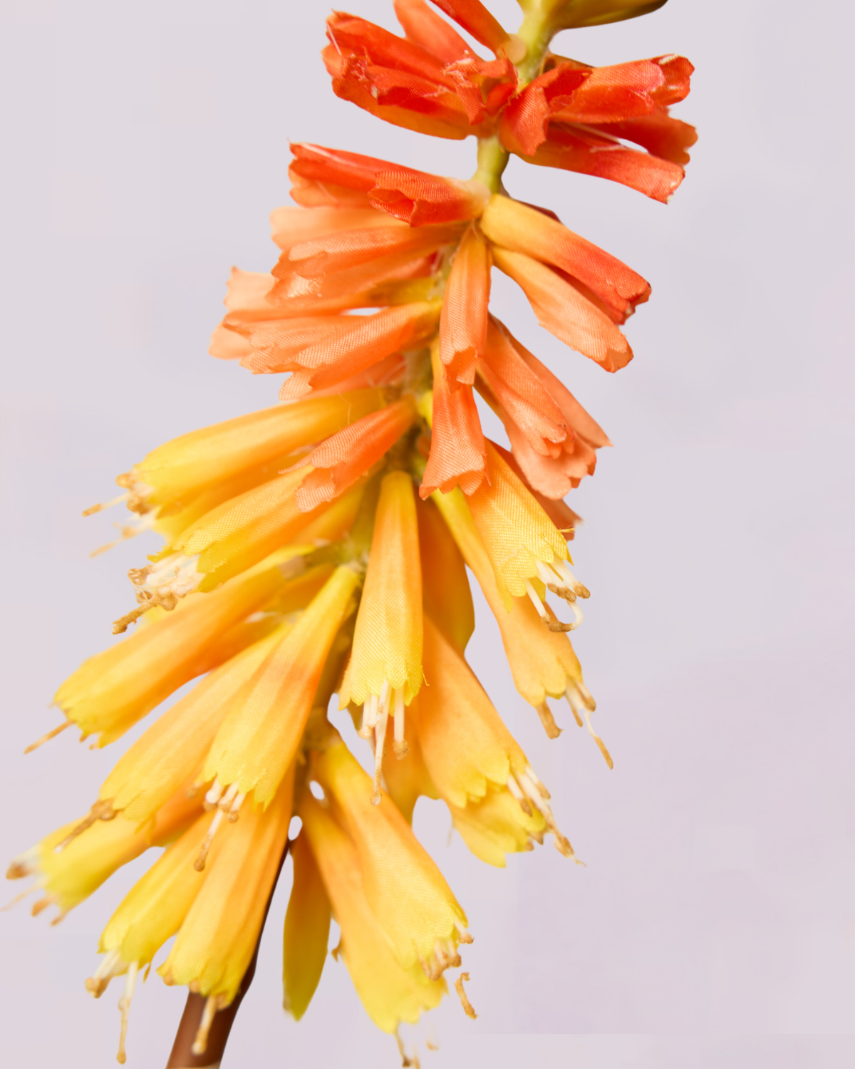 KNIPHOFIA IN ORANGE