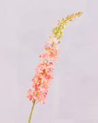 SILK-KA CORAL DELPHINIUM