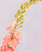SILK-KA CORAL DELPHINIUM