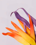 ORANGE BIRD OF PARADISE