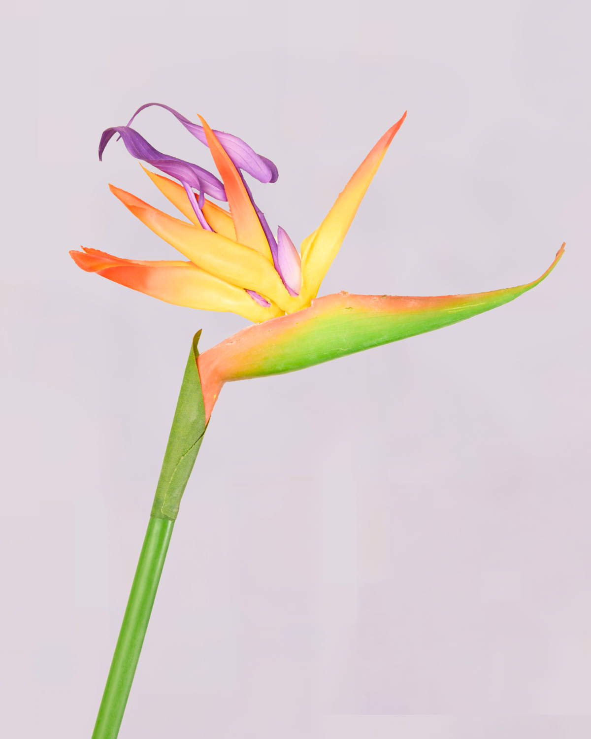 ORANGE BIRD OF PARADISE