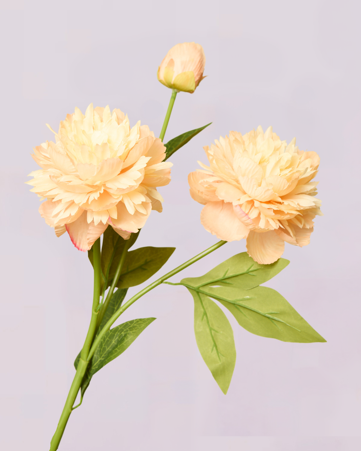 PEONY IN CHAMPAGNE