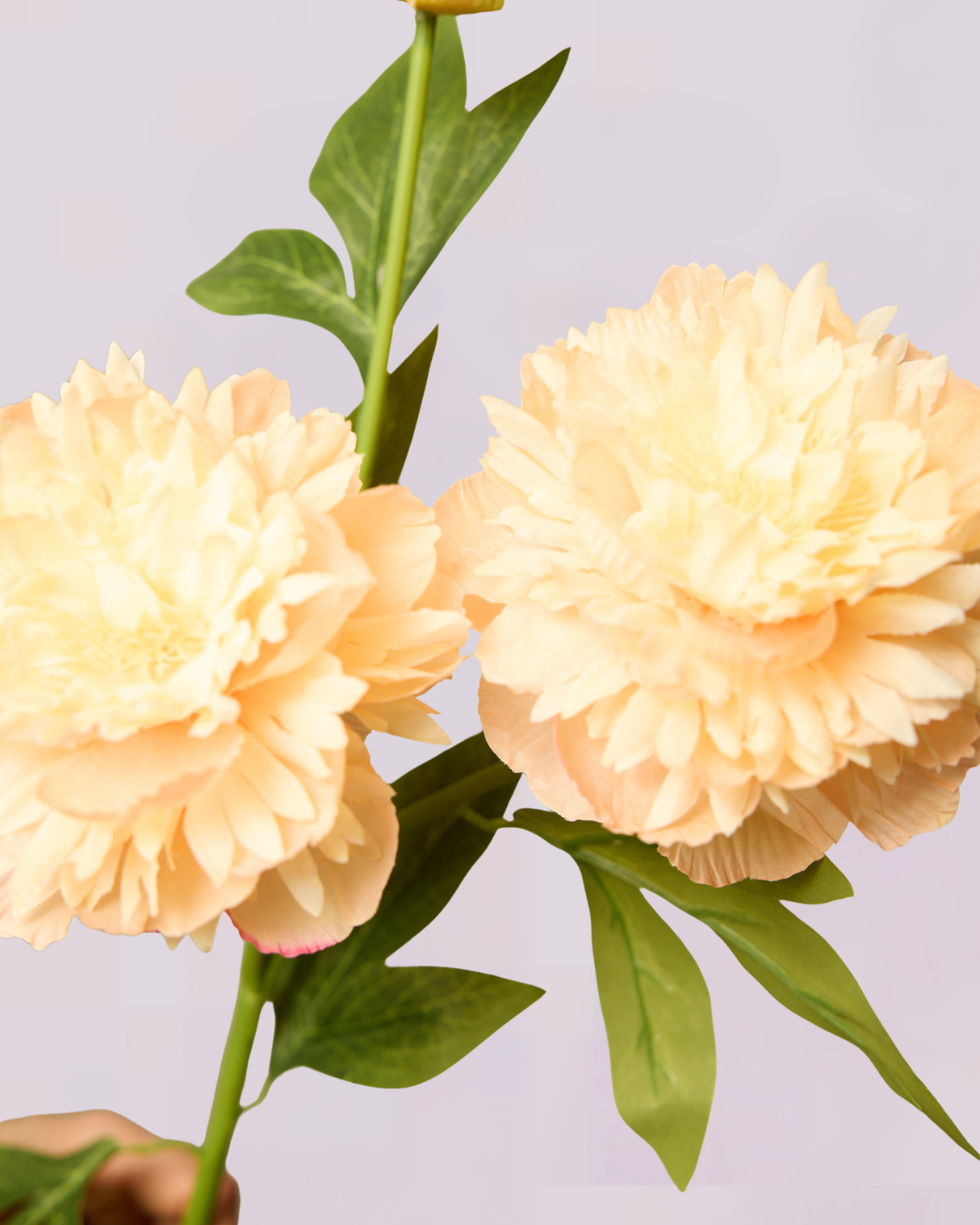 PEONY IN CHAMPAGNE