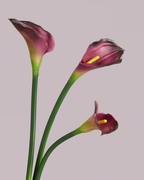 CALLA LILY IN PLUM (EXTRA LARGE)