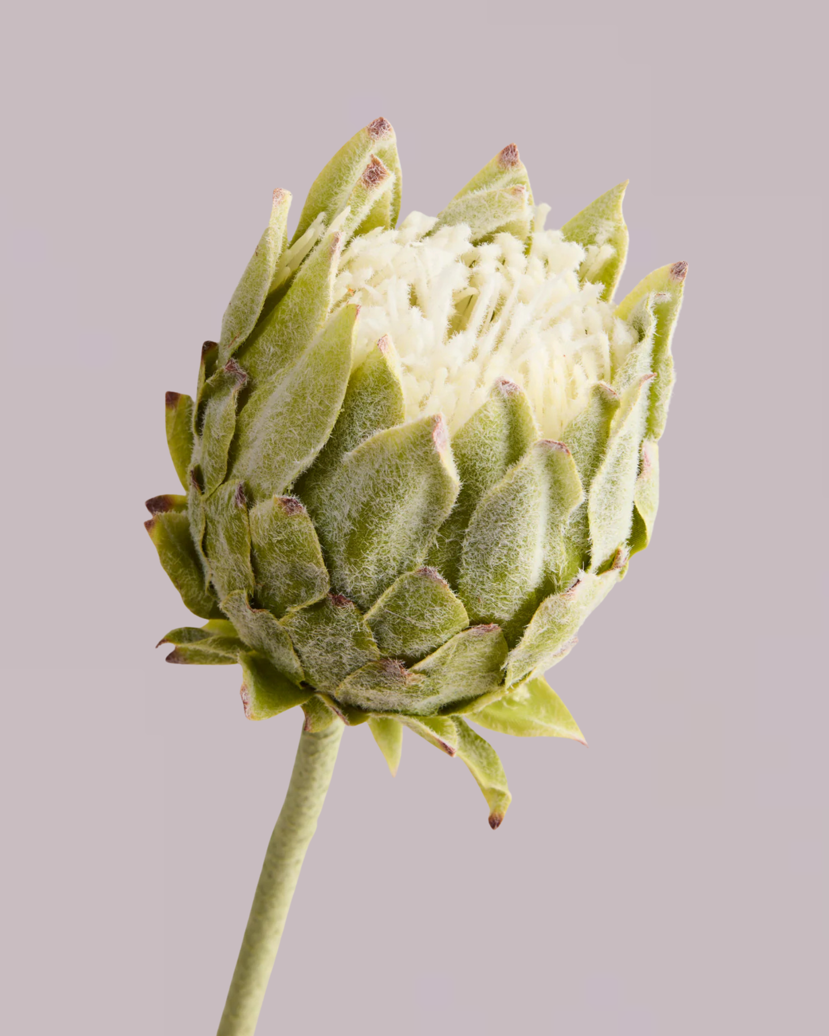 GREEN PROTEA