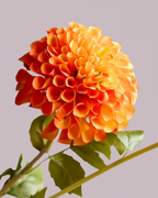 DAHLIA IN ORANGE (XL HEAD)
