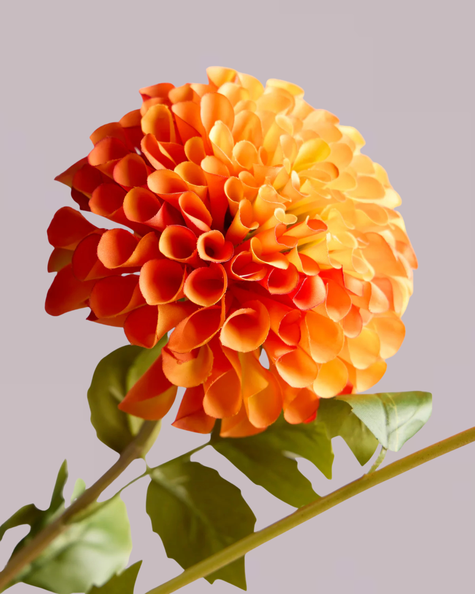 DAHLIA IN ORANGE (XL HEAD)