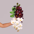 MULBERRY