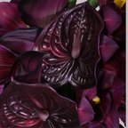 DARK ROMANCE