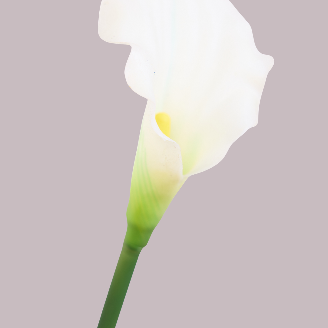 CALLA LILY IN WHITE (SMALL)