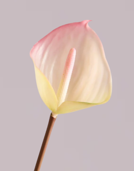 ANTHURIUM IN SOFT PINK AND LIME