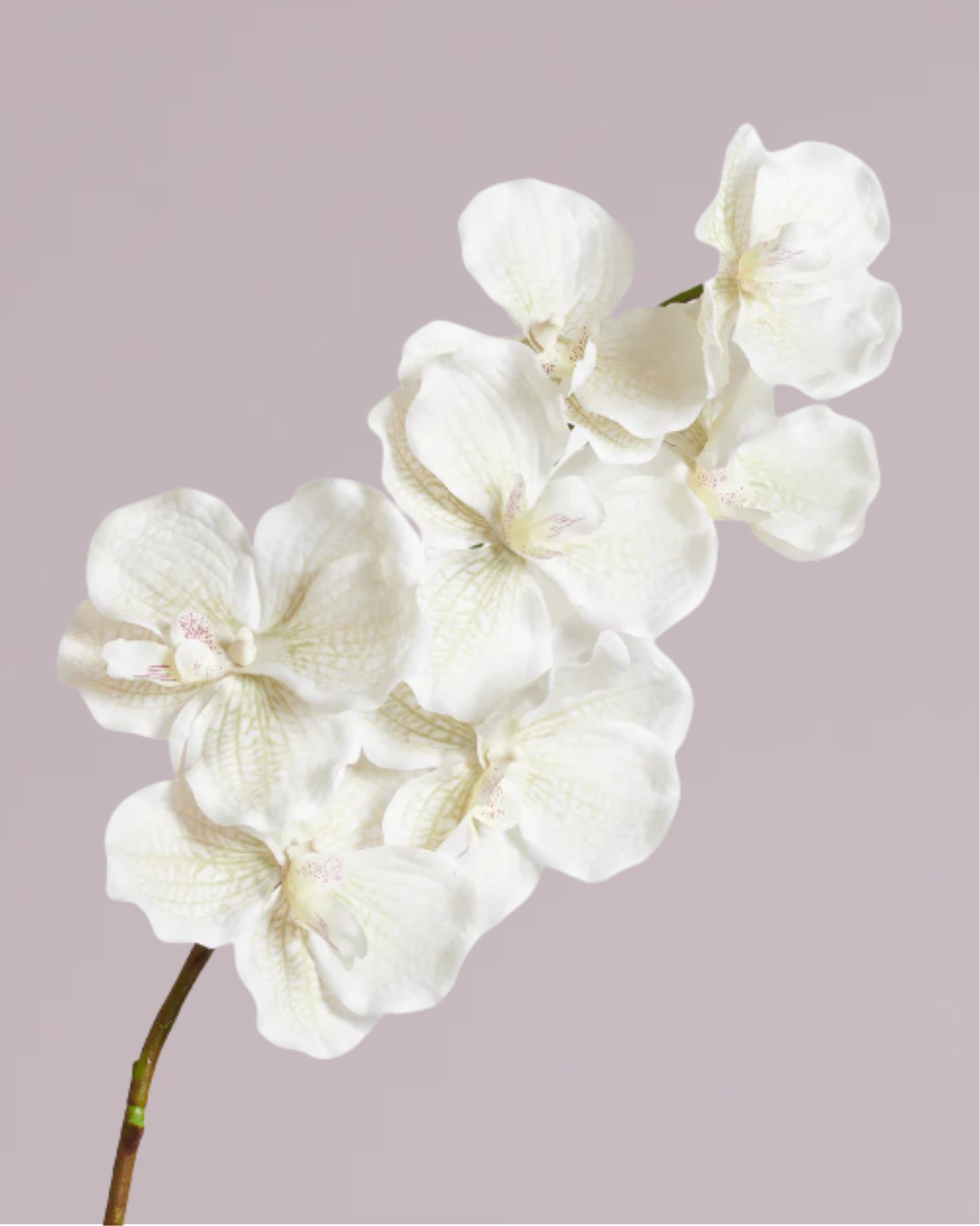 ABSOLUTE LUXURY REAL TOUCH ORCHIDS IN CREAM