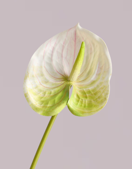 ANTHURIUM IN WHITE & LIME GREEN