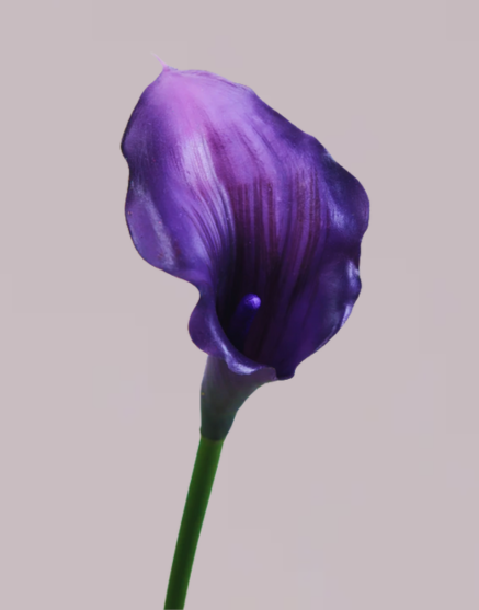 CALLA LILY IN DEEP PURPLE (SMALL)