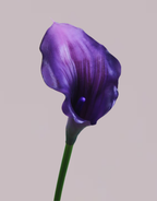 CALLA LILY IN DEEP PURPLE (SMALL)