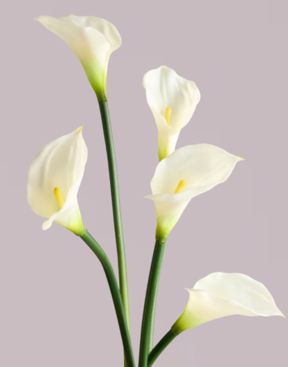 CALLA LILY IN WHITE (EXTRA LARGE)