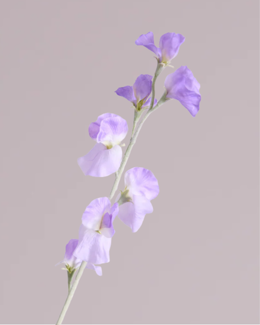 DELICATE SWEETPEA SPRAY IN PURPLE