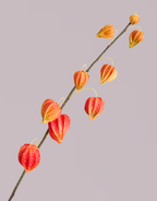 CHINESE LANTERN IN ORANGE