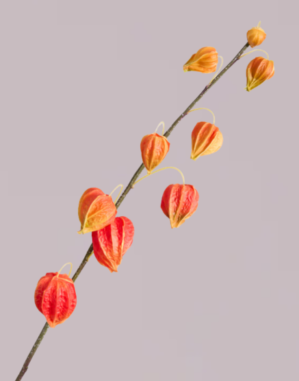 CHINESE LANTERN IN ORANGE
