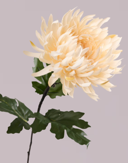 CHRYSANTHEMUM IN CREAM