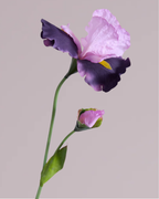 PURPLE IRIS
