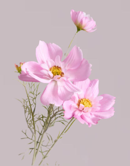 COSMOS IN PINK