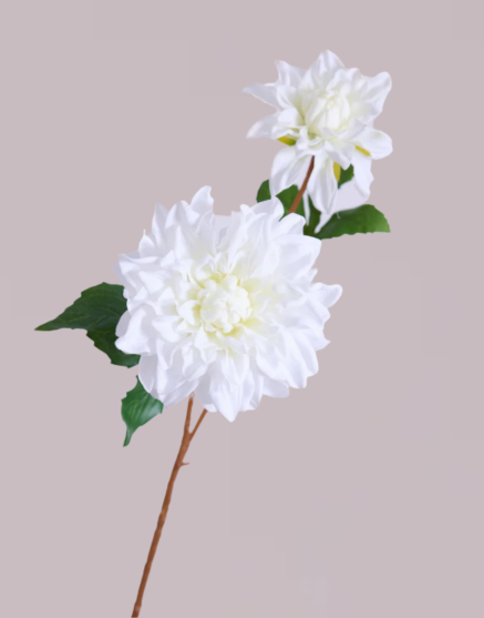 DAHLIA DUO IN WHITE
