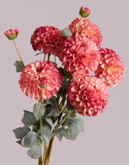 DAHLIA IN BLUSH (XL HEAD)