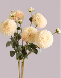 DAHLIA IN CREAM WITH PINK (XL HEAD)