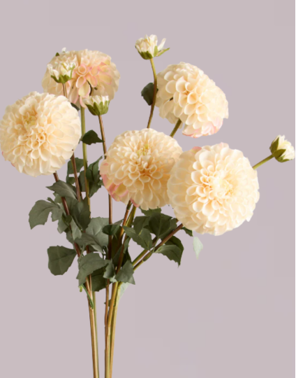 DAHLIA IN CREAM WITH PINK (XL HEAD)