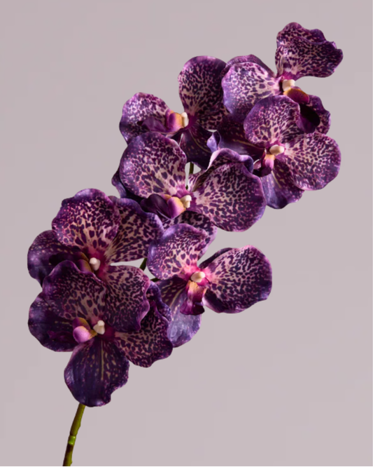 ABSOLUTE LUXURY REAL TOUCH ORCHID IN VARIEGATED PURPLE