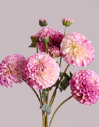 DAHLIA IN PURPLE (XL HEAD)