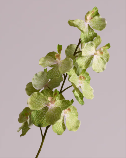 LARGE LIME GREEN SILK ORCHID