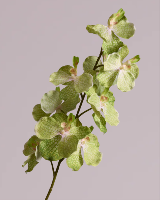 LARGE LIME GREEN SILK ORCHID