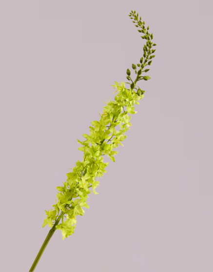 DELPHINIUM IN GREEN