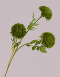 DIANTHUS IN DARK GREEN