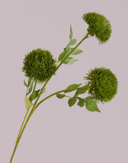 DIANTHUS IN DARK GREEN